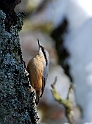 Nuthatch - J